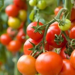 een tros rijpe en nog niet rijpe tomaten aan een tomatenplant in een kas in het Westland