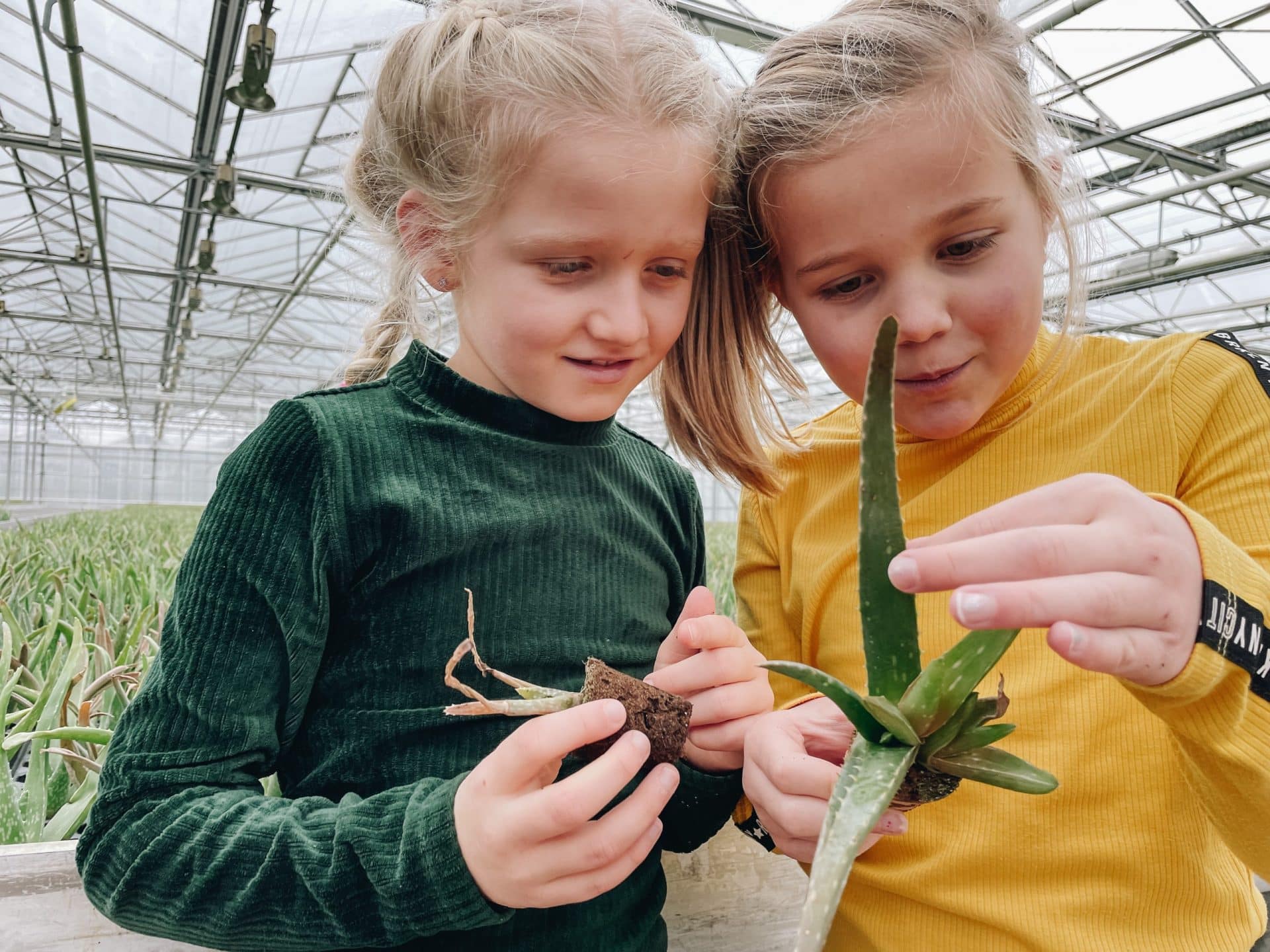 Kinderen excursie in de kas aloë vera plant