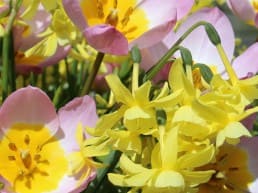 foto van een bloemstuk met gele en roze bloemen tijdens een demonstratie tijdens Pasen van Groei & Bloei in het Westland