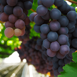 Volle rijpe druiven aan tros in de Westlandse kas