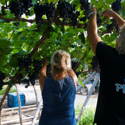 Druiven oogst nieuw tuinzight stoerste bioboerin
