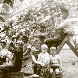 historische zwart-wit foto van een tuindersgezin in een druivenkas terwijl er druiven geoogst worden in het westland