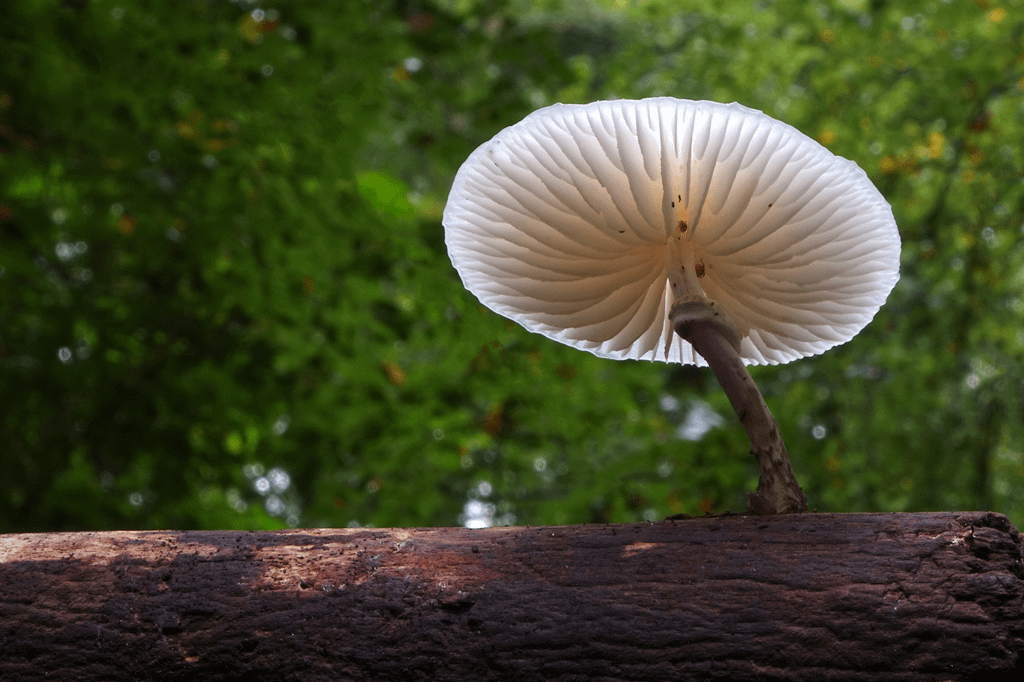 witte paddestoel op een verrotte boom in het Staelduinse Bos in het Westland