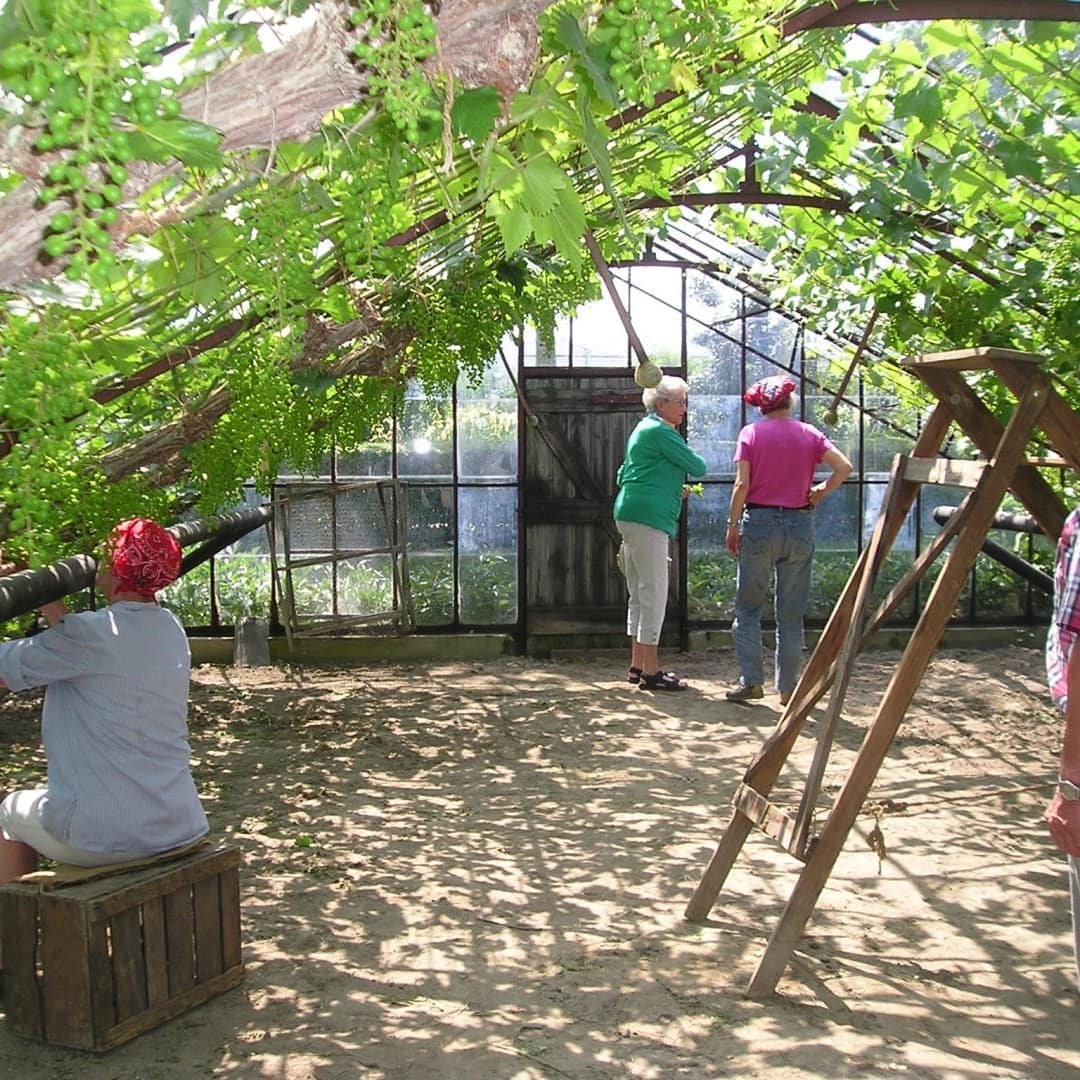 druivenkrenters aan het werk in een historische druivenkas van het westlands museum in het westland