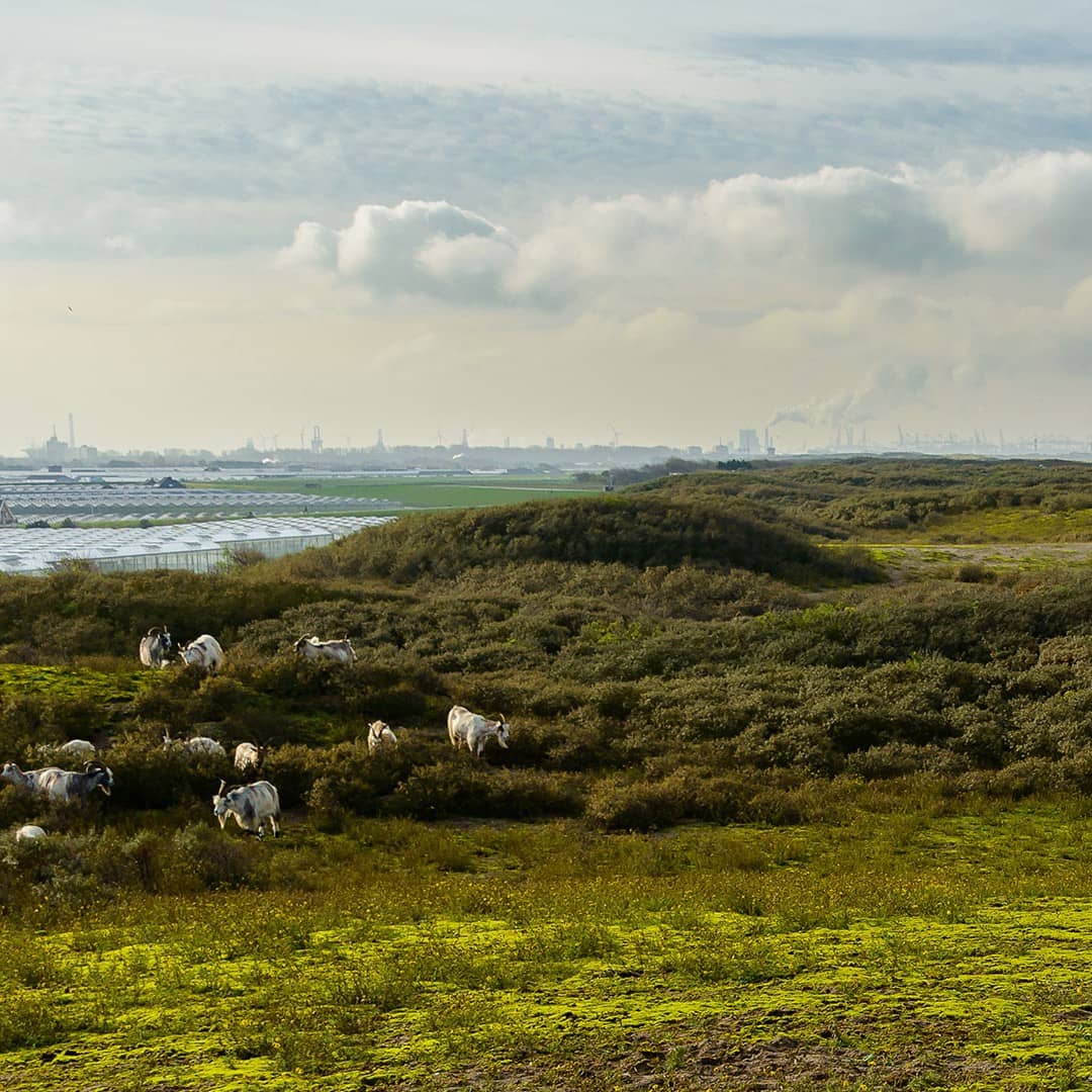 geiten in natuurgebied de banken tussen monster en 's-gravenzande in het westland duingebied langs de kust foto van danny taheij