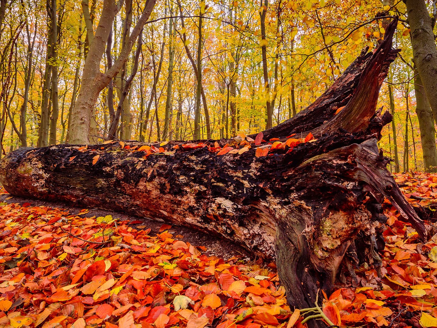 omgevallen oude boom in het Staelduinse Bos omringd met herfstbladeren in oranje, rood en geel in het westland