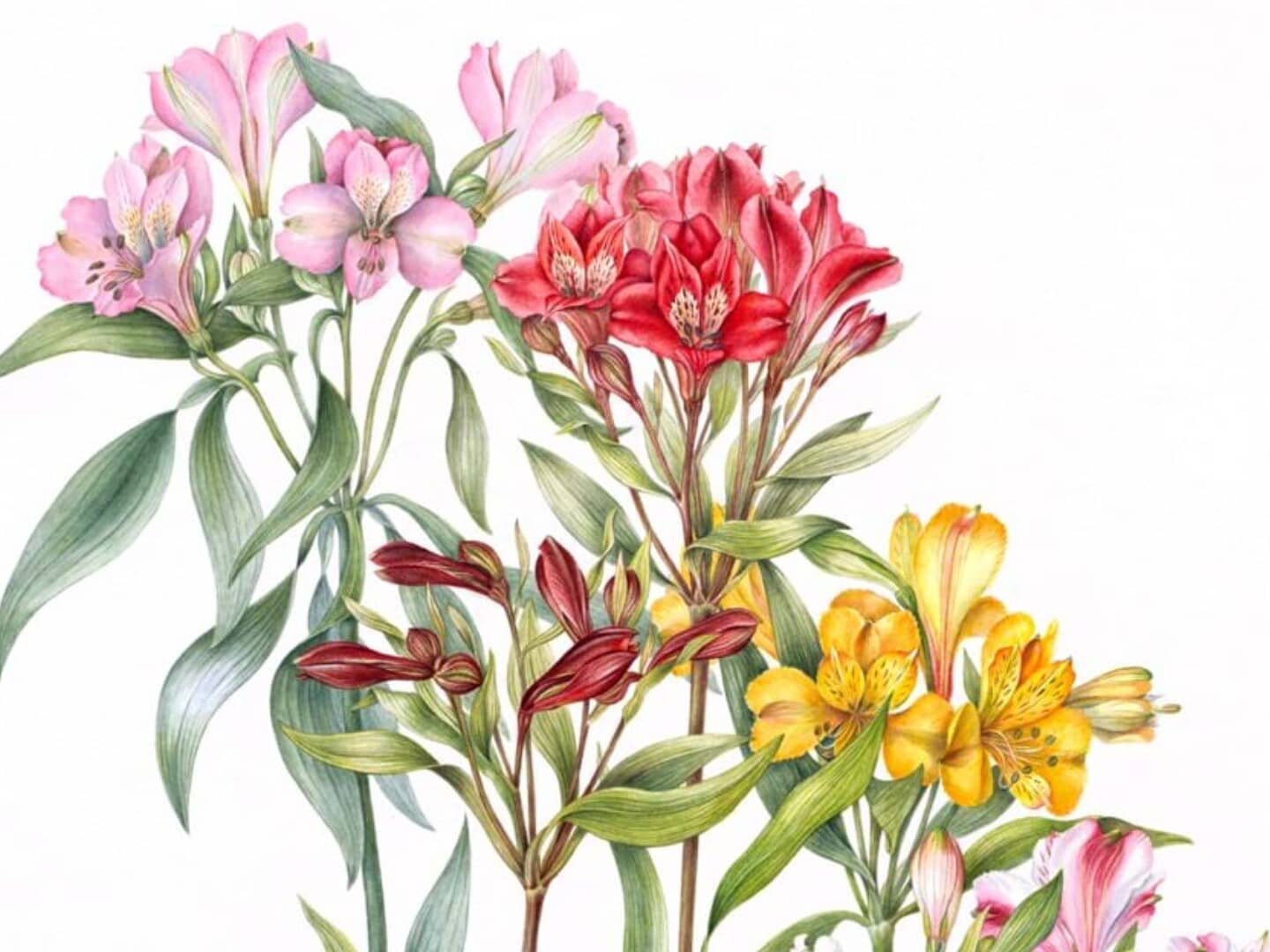 Botanisch tekenen expositie De tentoonstelling ‘Natuur in detail – Botanische kunst van Anita Walsmit Sachs’ is vanaf 9 juni te bewonderen in ons museum