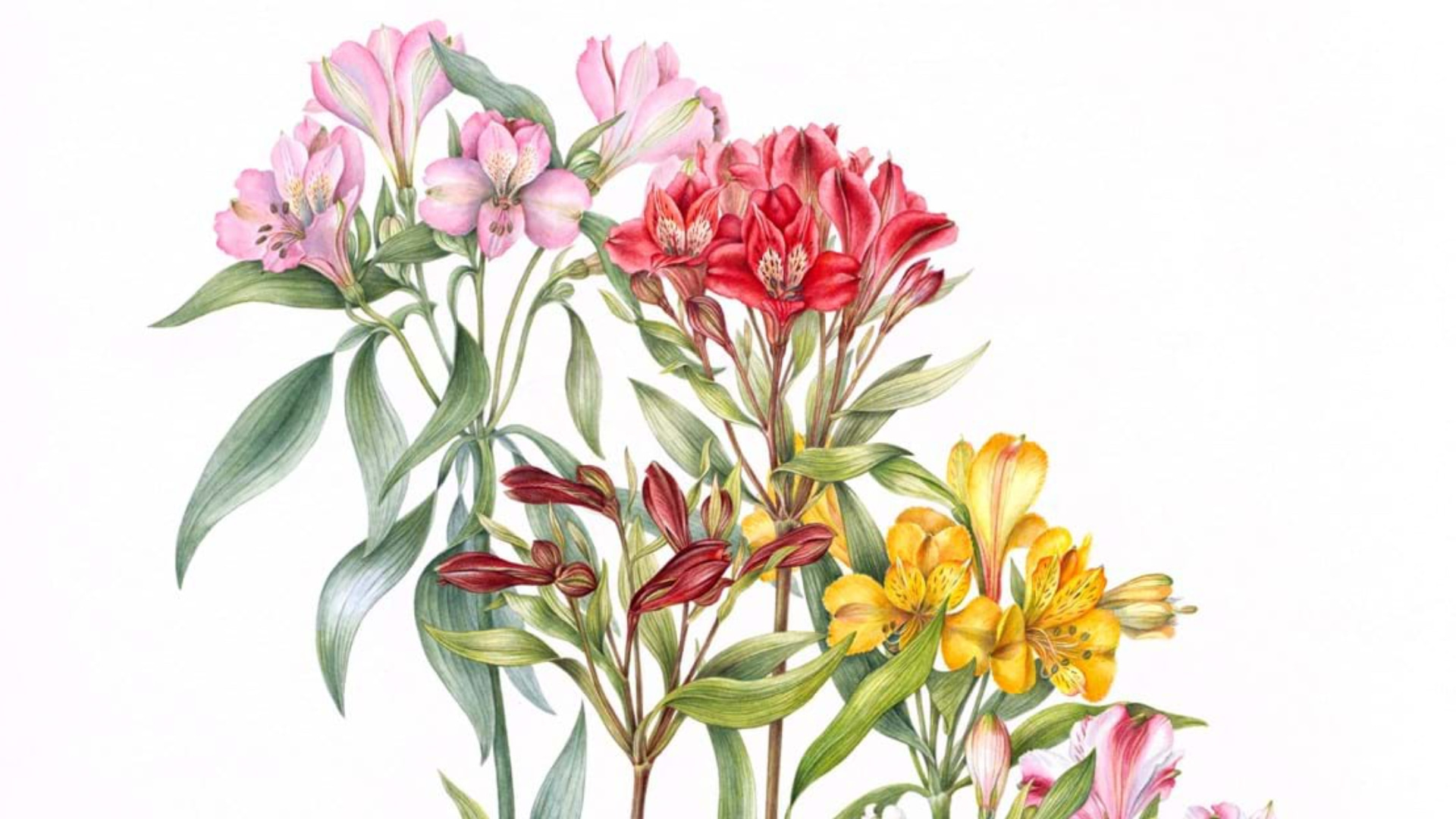 Botanisch tekenen expositie De tentoonstelling ‘Natuur in detail – Botanische kunst van Anita Walsmit Sachs’ is vanaf 9 juni te bewonderen in ons museum