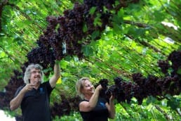 Man en vrouw die met een schaartje blauwe druiven oogsten in de kas van Druivenkwekerij Nieuw Tuinzight in het Westland