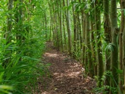 smal pad door een aangeplant bos met groene bomen in het Prinsenbos in het Westland