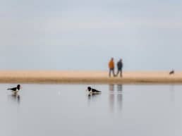 wandelaars op het strand van het Westland op een herfstige dag met op de voorgrond vogels die baden in een poel met zeewater in het Westland