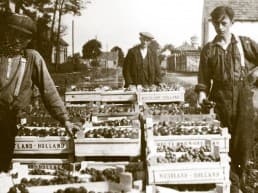 historische zwart-wit foto van tuinders die trots naast een kar staan vol met houten kisten met Westlandse tomaten in het Westland