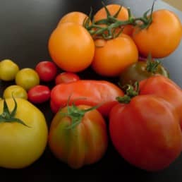 zes verschillende tomatenrassen uit het Westland liggend op een tafel