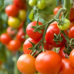 een tros rijpe en nog niet rijpe tomaten aan een tomatenplant in een kas in het Westland