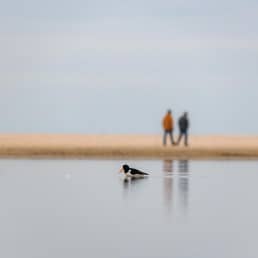 wandelaars op het strand van het Westland op een herfstige dag met op de voorgrond vogels die baden in een poel met zeewater in het Westland