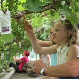 Kleine meisjes die druiven aan het krenten zijn in een druivenkas in de historische tuin van het Westlands Museum in het Westland