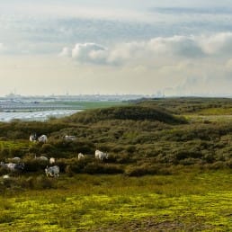 geiten in natuurgebied de banken tussen monster en 's-gravenzande in het westland duingebied langs de kust foto van danny taheij