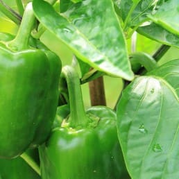 groene paprika aan de plant in een kas